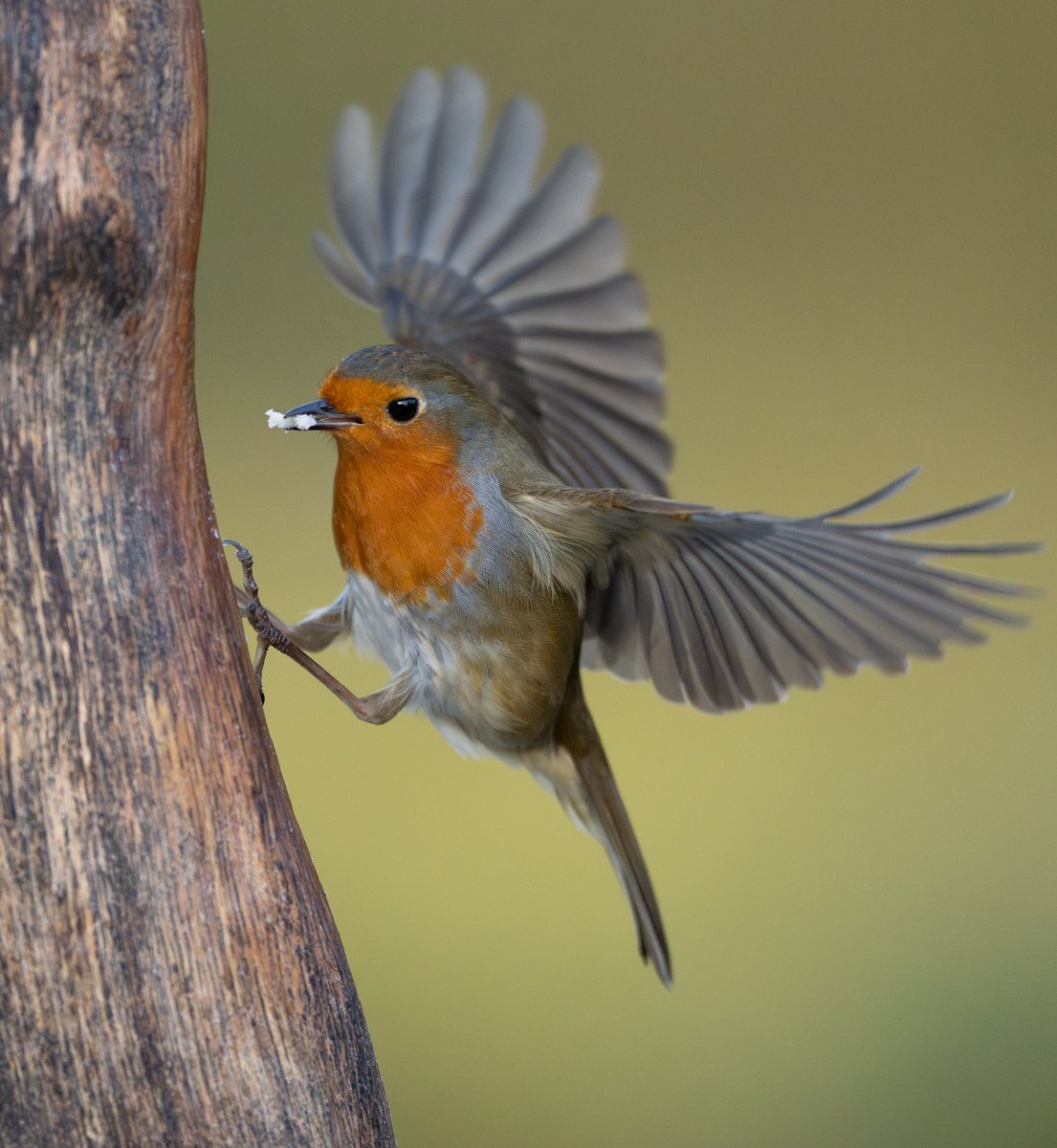 A brilliant way to start the year watching and photographing some of Scotland's beasties