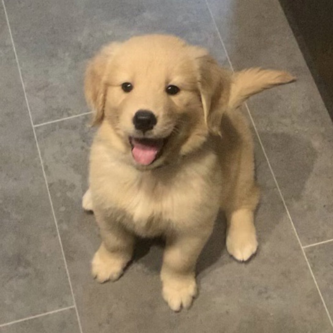 ก้เปนม๋านิ