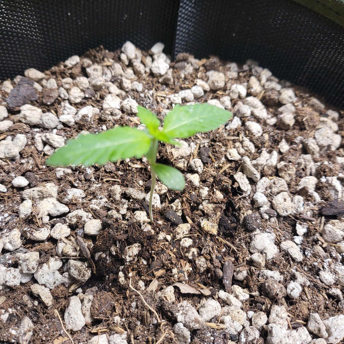 25 Autospoon seed pack. Growing great so far. <a href="/GHGenetics/">Greenhand Genetics</a> 
greenhandshop.org check it out!!!