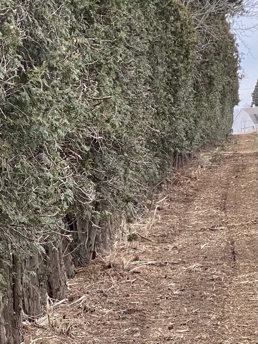 Let’s talk Cedar windbreaks.  #Norfolk #ontag  we came across some trimmed cedars that were worth using in some comparison pictures.  Their work VS. #HauptTLM work