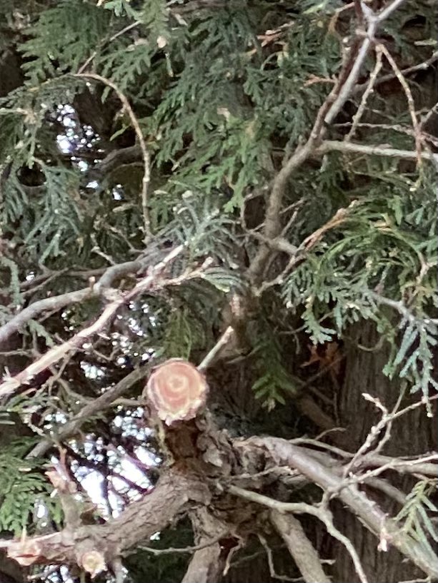 HauptTLM's tweet photo. Let’s talk Cedar windbreaks.  #Norfolk #ontag  we came across some trimmed cedars that were worth using in some comparison pictures.  Their work VS. #HauptTLM work https://t.co/5IdR2atvpZ