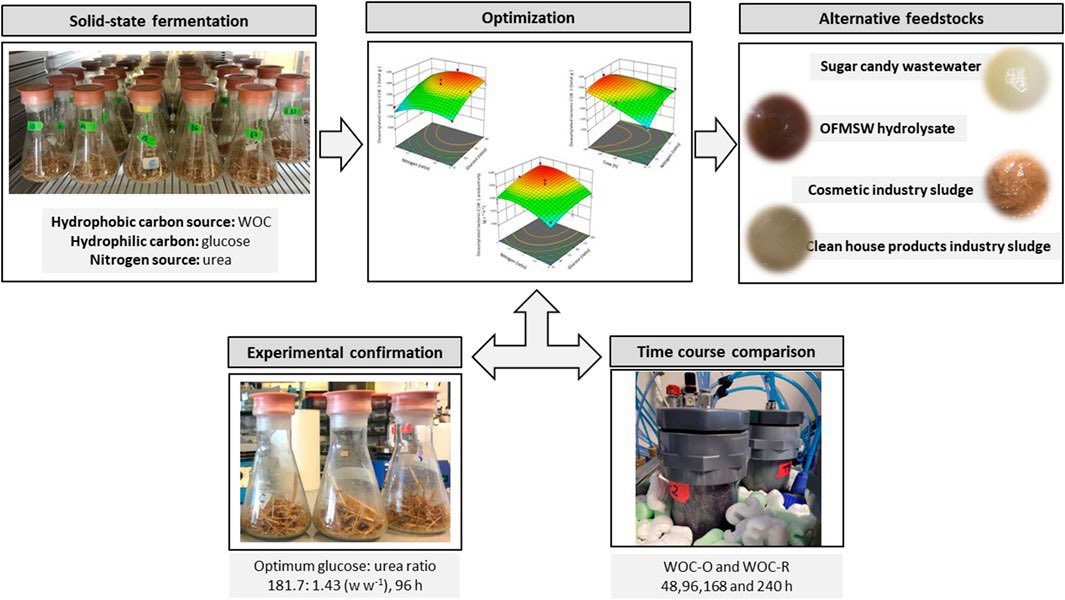 New paper out in Frontiers in Bioengineering and Biotechnology, on the optimization of the production of biosurfactants through solid-state fermentation. Another step in revalorizing organic waste as example of #CircularEconomy. Open access at:
acortar.link/rHsEn7