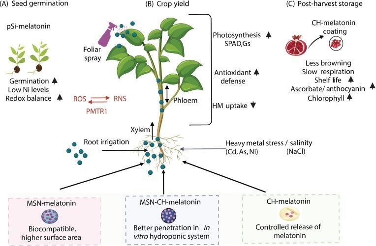 sci_plant's tweet photo. Nanovehicles for melatonin: a new journey for agriculture

https://t.co/7FHi2hZmHz
#plantscience ♻️ https://t.co/p4AEaG7wgw