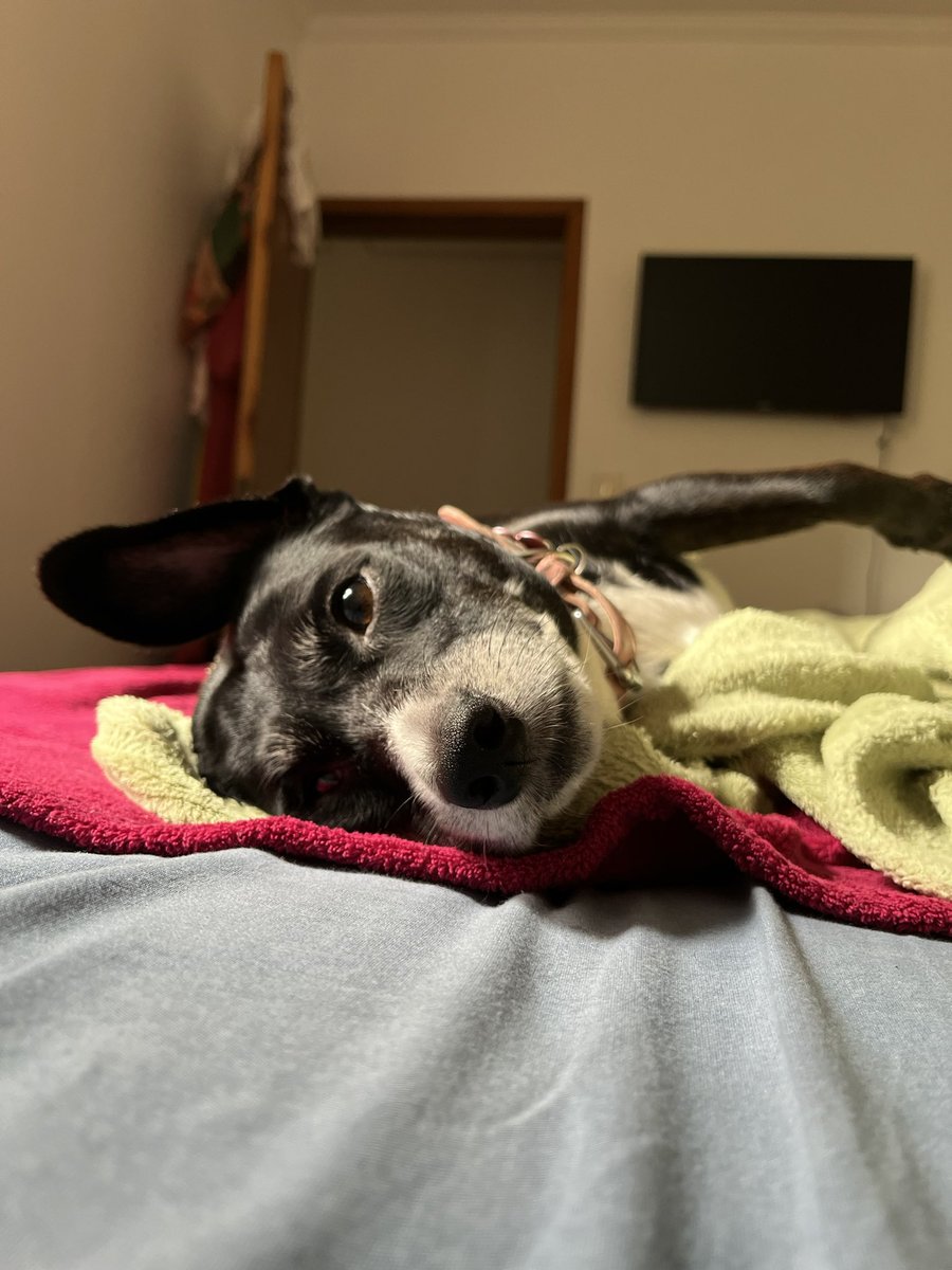 Brasil me obriga a beber tweet media