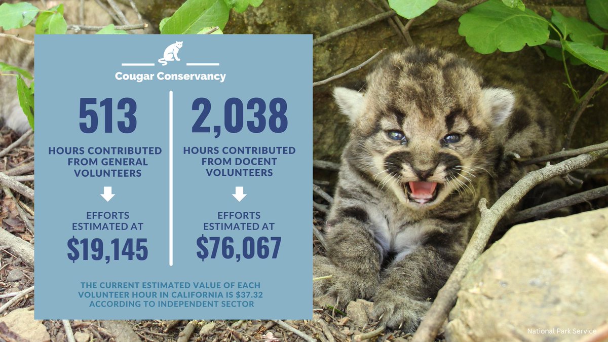 CougarConserv's tweet photo. As we bid farewell to 2023 & step into 2024, the @CougarConserv would like to extend our heartfelt gratitude to each & every one of our incredible volunteers who made the past year truly exceptional. Here are some snapshots of their contributions in 2023.🙌
#CoexistWithCougars https://t.co/lUBo8zUsSM