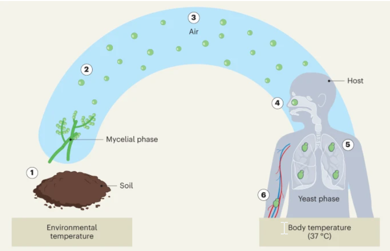 NatureMicrobiol's tweet photo. Microbe Matters - read all about the emerging fungal infection Emergomyces africanus by Jennifer Claire Hoving https://t.co/N29rivj7Ng https://t.co/TKOmq2kZOY