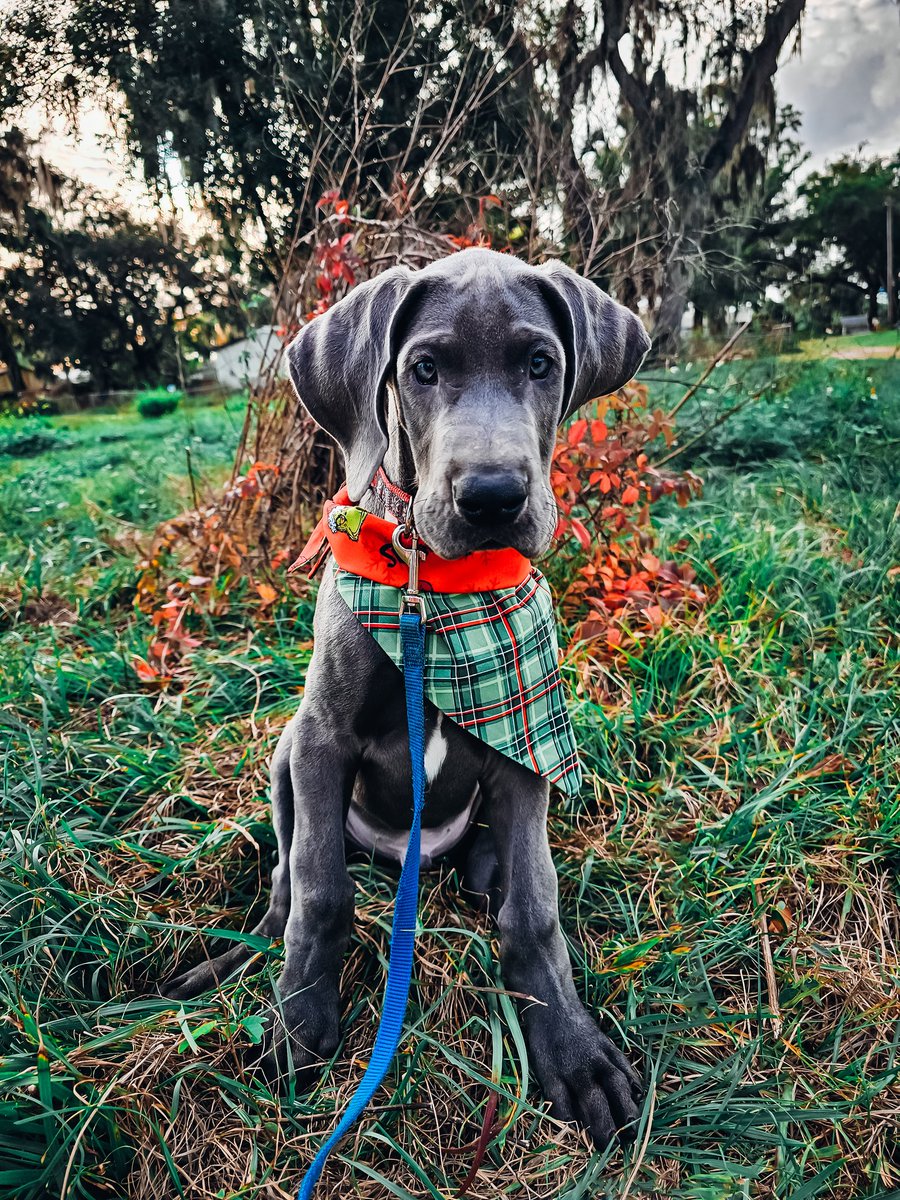 FergusGreatDane's tweet photo. 12-26-2023 adventures (Momma's trying to catch up... but she's had her hands full 😄) ~Gunther 🩵🩶
#puppy #widdle #babyface #babygreatdane #greatdanepuppy #puppybreath 
▫️
#GuntherTheBlueDane #greatdane #lifewithdanes #floridadog #greatdanesflorida #dogsofx #dogs #dogsoftwitter https://t.co/z7eEwotOpa