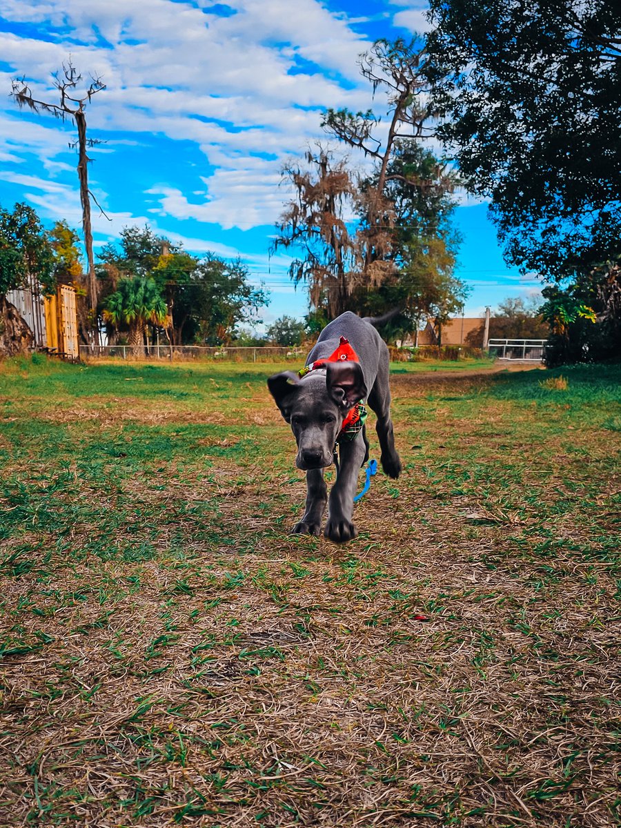 FergusGreatDane's tweet photo. Gunther 12-26-2023 🩶🩵
#puppy #widdle #babyface #babygreatdane #greatdanepuppy #puppybreath 
▫️
#GuntherTheBlueDane #greatdane #lifewithdanes #floridadog #greatdanesflorida #dogsofx #dogs #dogsoftwitter https://t.co/SrRBCDUQtH