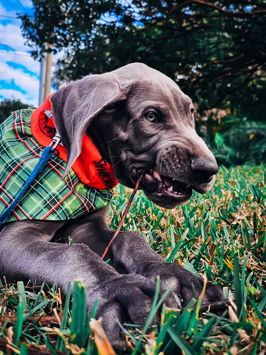 FergusGreatDane's tweet photo. Gunther 12-26-2023 🩶🩵
#puppy #widdle #babyface #babygreatdane #greatdanepuppy #puppybreath 
▫️
#GuntherTheBlueDane #greatdane #lifewithdanes #floridadog #greatdanesflorida #dogsofx #dogs #dogsoftwitter https://t.co/SrRBCDUQtH