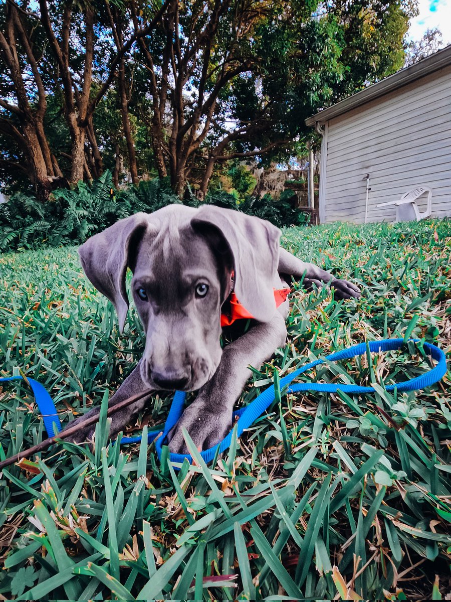 FergusGreatDane's tweet photo. Gunther 12-26-2023 🩶🩵
#puppy #widdle #babyface #babygreatdane #greatdanepuppy #puppybreath 
▫️
#GuntherTheBlueDane #greatdane #lifewithdanes #floridadog #greatdanesflorida #dogsofx #dogs #dogsoftwitter https://t.co/SrRBCDUQtH