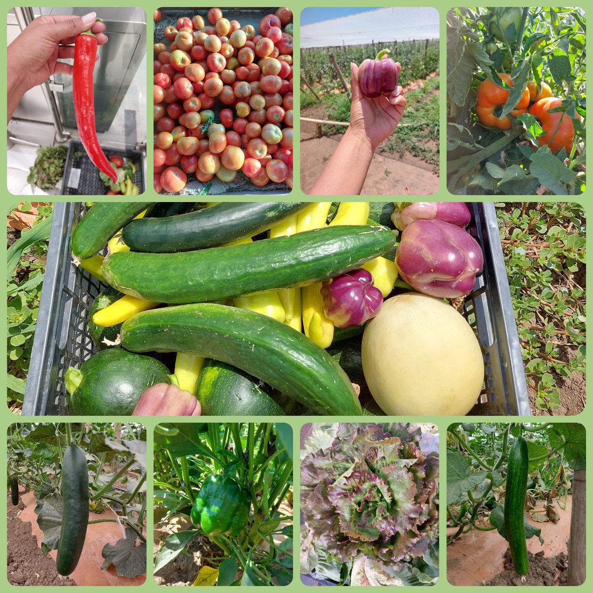 Se acabaron los cupos de esta semana!
Martes y jueves, reparto a.m a estaciones de metro de Santiago con cargo por despacho

#BroteNuevo 🌱