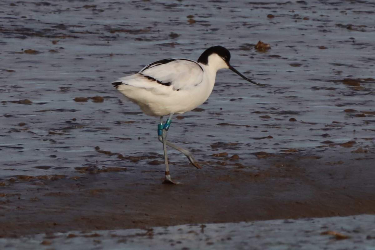 Nice to see this Avocet at @EssexWildlife Fingringhoe Wick on Monday, which was ringed at @BirdingHaven in 2013, before disappearing for 10 years! It resurfaced at Fingringhoe in Jan/Feb 2023 and has now returned once again. @EssexBirdNews #birding