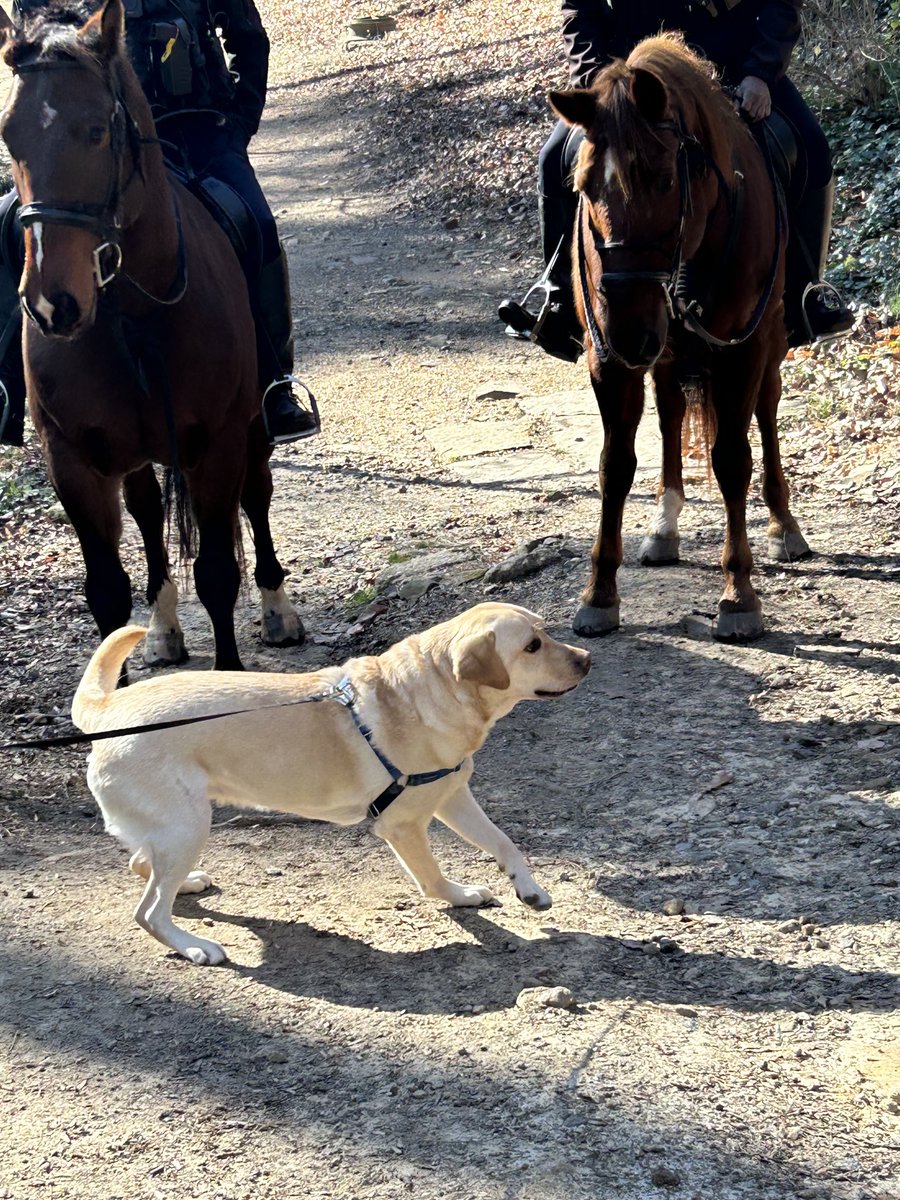 Nell Fortner (@nellonwheels) on Twitter photo Thank u <a href="/Atlanta_Police/">Atlanta Police Department</a> for letting <a href="/simonsezpleaze/">Simon Fortner</a> meet your horses today!! We appreciate what y’all do for Atlanta!! <a href="/GTWBB/">Georgia Tech Women's Basketball</a> Thank u <a href="/Atlanta_Police/">Atlanta Police Department</a> for letting <a href="/simonsezpleaze/">Simon Fortner</a> meet your horses today!! We appreciate what y’all do for Atlanta!! <a href="/GTWBB/">Georgia Tech Women's Basketball</a>