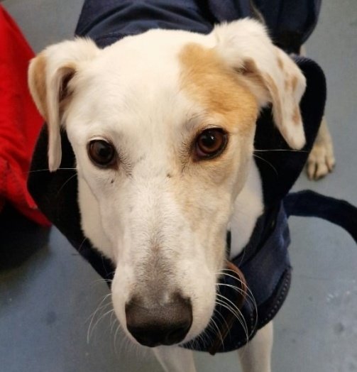 💖Welcome Maple 💖 He's a stunning 5yr old #lurcher who was a much loved #family pet He's such a calm & friendly #dog 🥰 And has lived with kids aged 8yrs + He will need a secure garden, & walks so well on the lead! The perfect dog ❤️ madra.ie/dog-profiles/ #AdoptDontShop