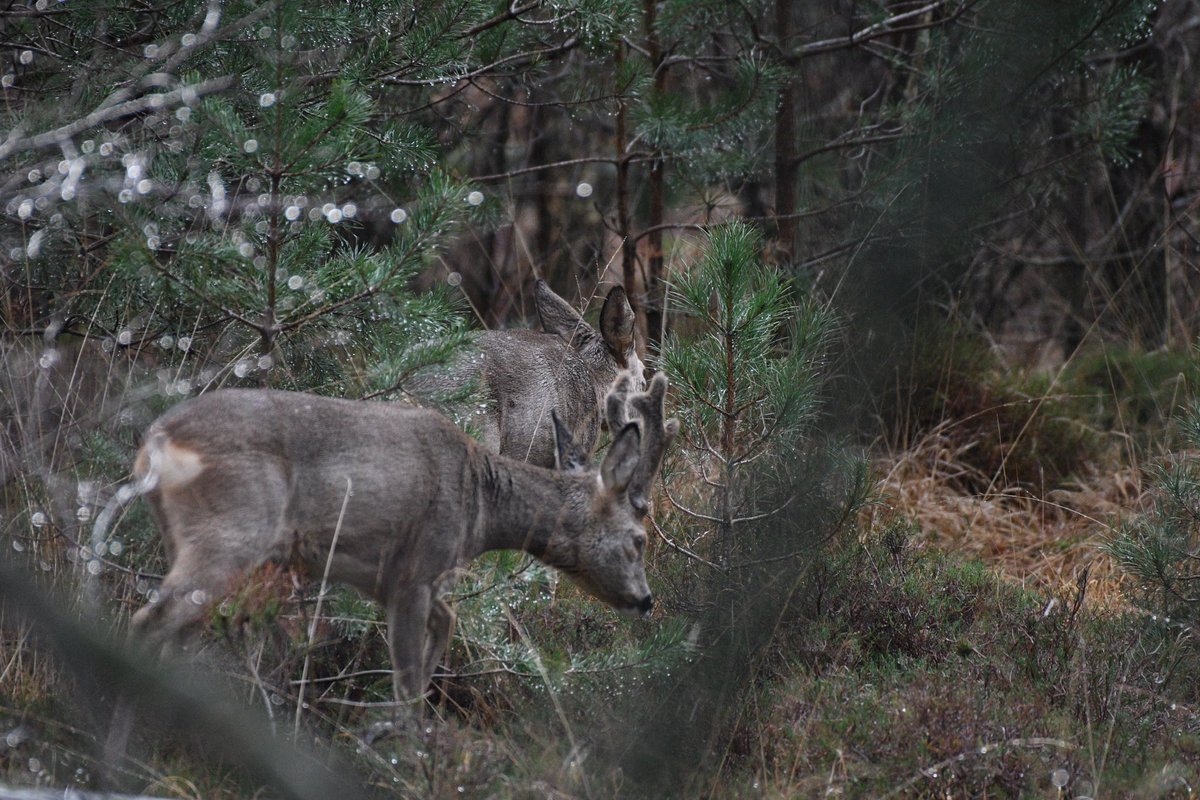 boswachterOss's tweet photo. De natuurlijke grazers van Herperduin 😃 altijd een geluksmomentje als je ze tegenkomt en helemaal als ze zich dan ook rustig laten fotograferen.
#herperduin #datisoss #gemeenteoss #natuurfotografie #natuurgebieddemaashorst #reewild #natuurbegrazing #grotegrazers https://t.co/AgH9IGrBAj