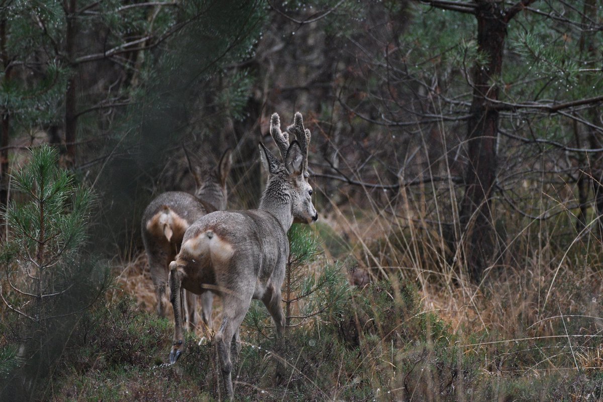 boswachterOss's tweet photo. De natuurlijke grazers van Herperduin 😃 altijd een geluksmomentje als je ze tegenkomt en helemaal als ze zich dan ook rustig laten fotograferen.
#herperduin #datisoss #gemeenteoss #natuurfotografie #natuurgebieddemaashorst #reewild #natuurbegrazing #grotegrazers https://t.co/AgH9IGrBAj
