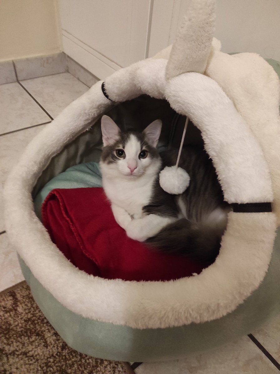 "Χωρίς την γάτα μου
το πορτοφόλι μου θα ήταν γεμάτο 
Το σπίτι μου θα ήταν καθαρό 
Μα η καρδιά μου θα ήταν άδεια"