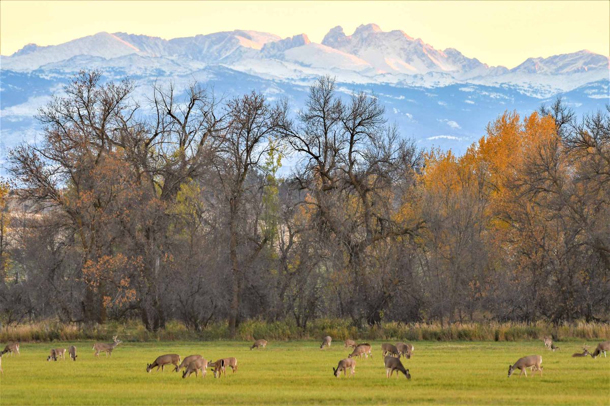 HallandHall's tweet photo. | LISTING | Tongue River Refuge
.
.
.

The Tongue River Refuge is a very private 1,907± deeded acre ranch only ten minutes north of Sheridan. 

https://t.co/DTNHkagmbj https://t.co/6P5Q6BUGm8