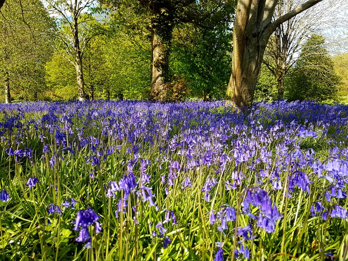 BioDataCentre's tweet photo. We may only be 4 days in to January, but there are already 36 species submitted for our #SpringFlowersProject species.
You can find out more about the project and the 20 species we're looking for records for here: https://t.co/SlcnAwyc0X https://t.co/2NXLQGV22F