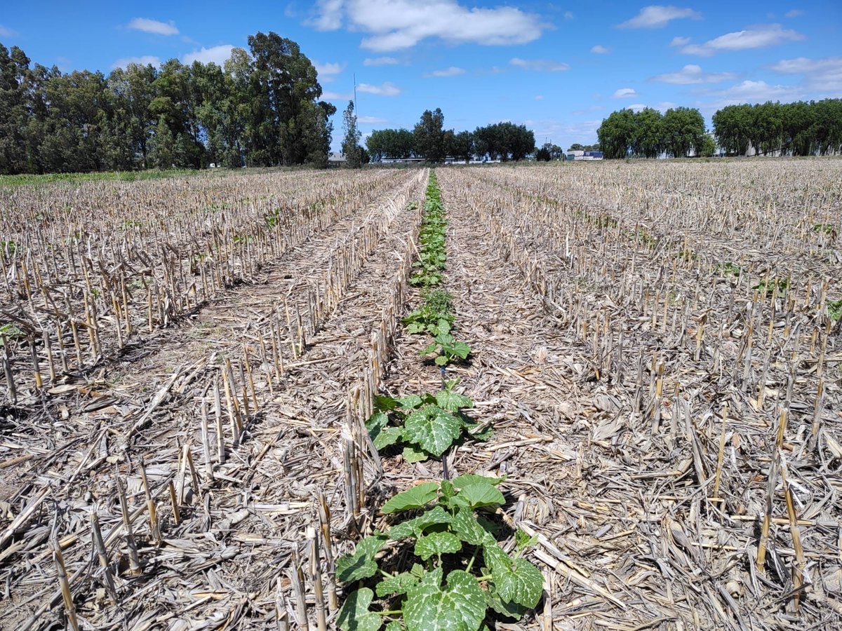 damicojp33's tweet photo. Imágenes de dos sistemas de producción conservacionista de zapallo totalmente diferentes.
🚜Izq. Gran escala, riego por goteo, material híbrido, tractomecanizado.
👨🏻🌾💁♀️Der: Escala domiciliaria, riego por regadera, variedad, labores manuales.
Mismos beneficios!
#LabranzaCero https://t.co/bJlR1rLQZX