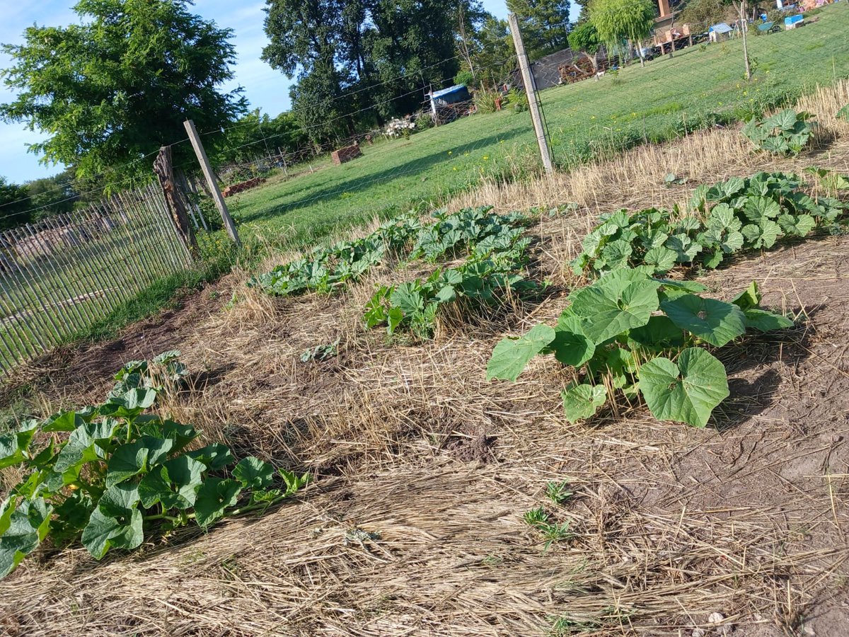 damicojp33's tweet photo. Imágenes de dos sistemas de producción conservacionista de zapallo totalmente diferentes.
🚜Izq. Gran escala, riego por goteo, material híbrido, tractomecanizado.
👨🏻🌾💁♀️Der: Escala domiciliaria, riego por regadera, variedad, labores manuales.
Mismos beneficios!
#LabranzaCero https://t.co/bJlR1rLQZX