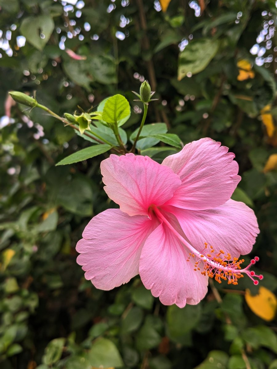 iJay_1700's tweet image. Flower&apos;s 🌺
#teampixel #pixelshot #flowers #nature #flower #photography #love #naturephotography #garden #art #beautiful #photooftheday #plants #flowerphotography #spring #macro #naturelovers #flores #photo #like #wedding #flowerpower #roses #gardening #beauty #picoftheday