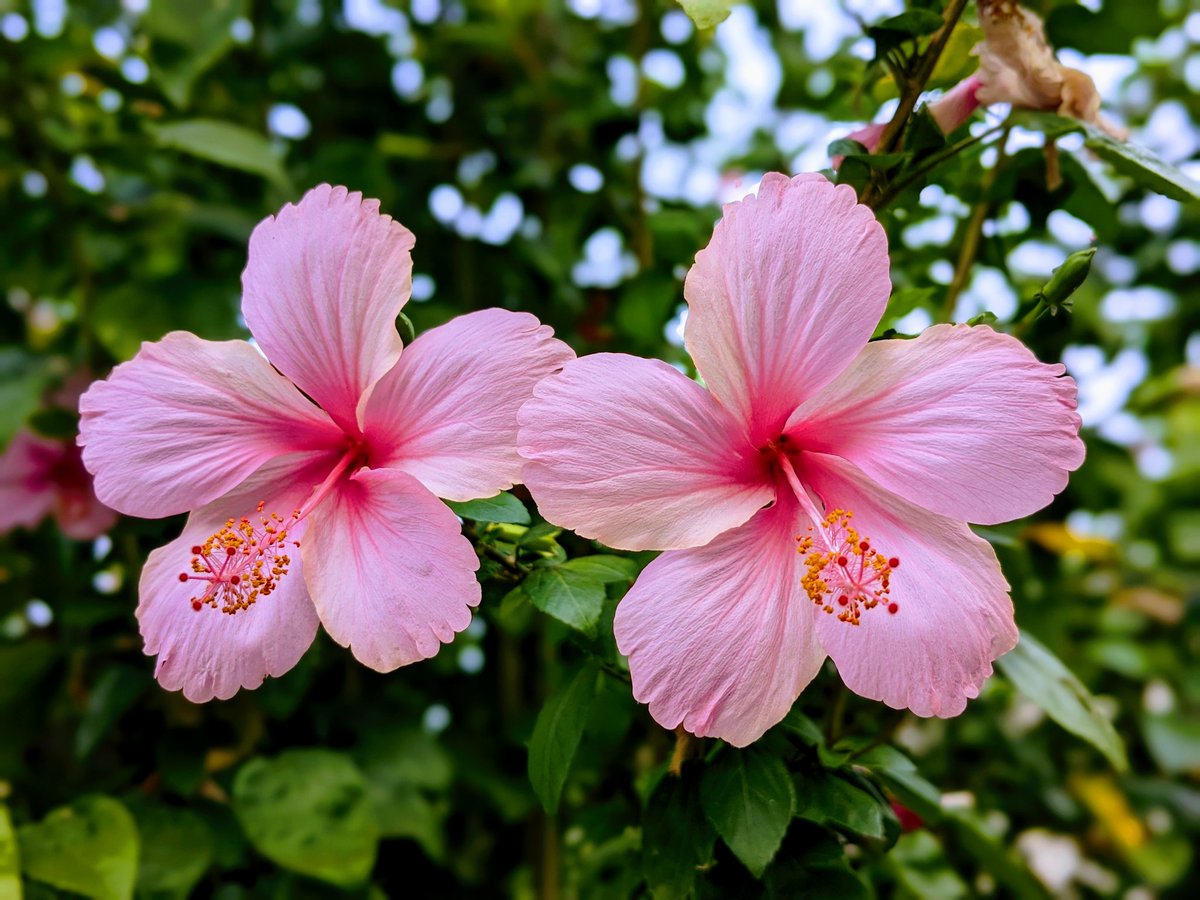 iJay_1700's tweet image. Flower&apos;s 🌺
#teampixel #pixelshot #flowers #nature #flower #photography #love #naturephotography #garden #art #beautiful #photooftheday #plants #flowerphotography #spring #macro #naturelovers #flores #photo #like #wedding #flowerpower #roses #gardening #beauty #picoftheday