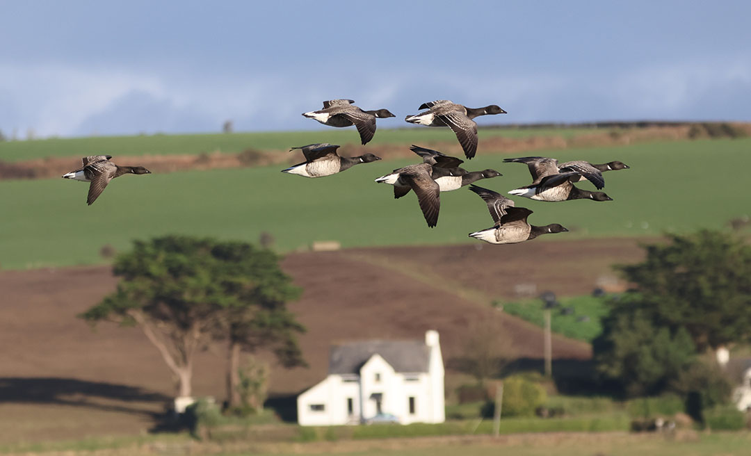 Brent geese flypast at Courtmacsherry.