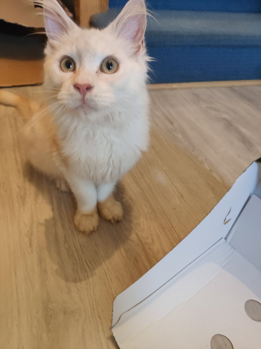 Merlin_Da_Druid's tweet photo. Hey everyone! Meet Cody ❤️ https://t.co/lLG1ARs7M6
