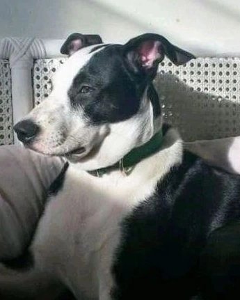 vallsacosta's tweet photo. Feliz año nuevo 2024! Despidiendo el 2023 solo recuerdo lo que me pasó y lo que estoy sufriendo. Por eso difundo esto. Lleve a mi amada mascota a la Clínica Perroamor24h en las palmas Caracas. Dónde no me la atendieron bien me le inyectaron de todo sin saber y me la mataron. https://t.co/g7dP505KLg