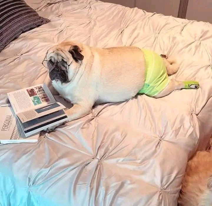 PugLovers94992's tweet photo. Reeding books 😅😍
#PUGTALK  #PUG  #puglover  #USA  #usa🇺🇸 #uk https://t.co/uwcz02ygvM