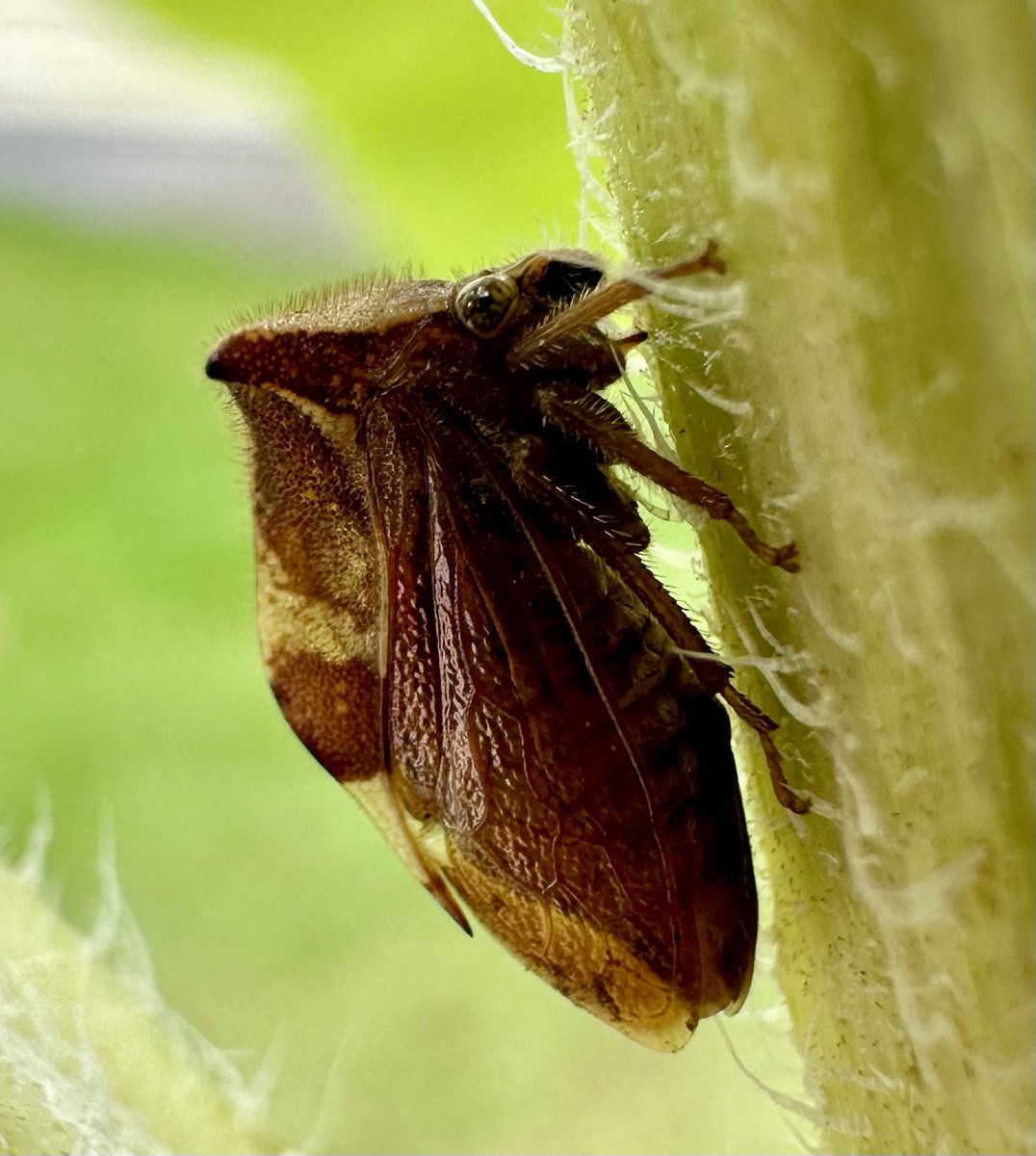 MandyLSimard's tweet photo. What?
Don’t look at me like that..
It’s insect Thursday😏
#InsectThursday #insect #nature #naturelovers #ThrowbackThursday #thursdaymorning #NaturePhotography #GardenersWorld #GardeningX #GardeningTwitter #MacoHour #macrophotography https://t.co/a5pqovamkA