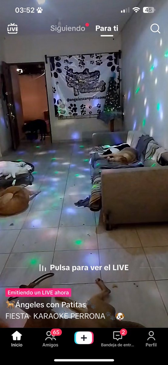 7R145's tweet photo. Ayer no me podía dormir y me quedé viendo un live de perritos en un baile hasta las CUATRO DE LA MAÑANA, me quedé hasta que termino el baile https://t.co/h3t255kszE