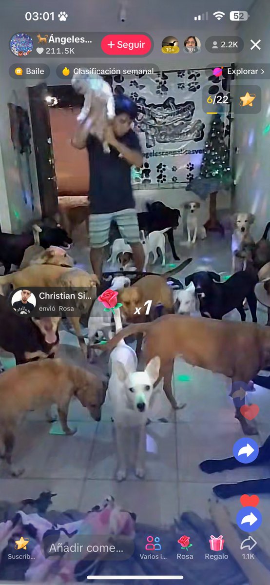 7R145's tweet photo. Ayer no me podía dormir y me quedé viendo un live de perritos en un baile hasta las CUATRO DE LA MAÑANA, me quedé hasta que termino el baile https://t.co/h3t255kszE