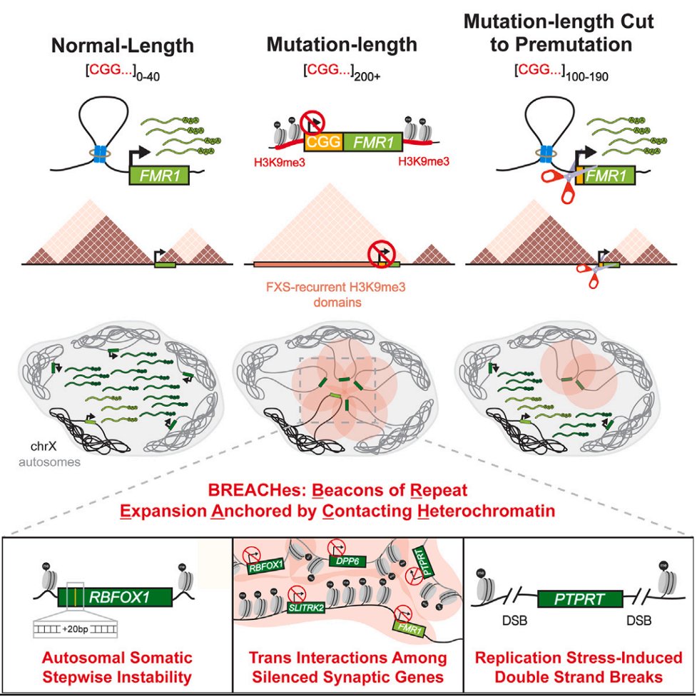 linda.zhou tweet media
