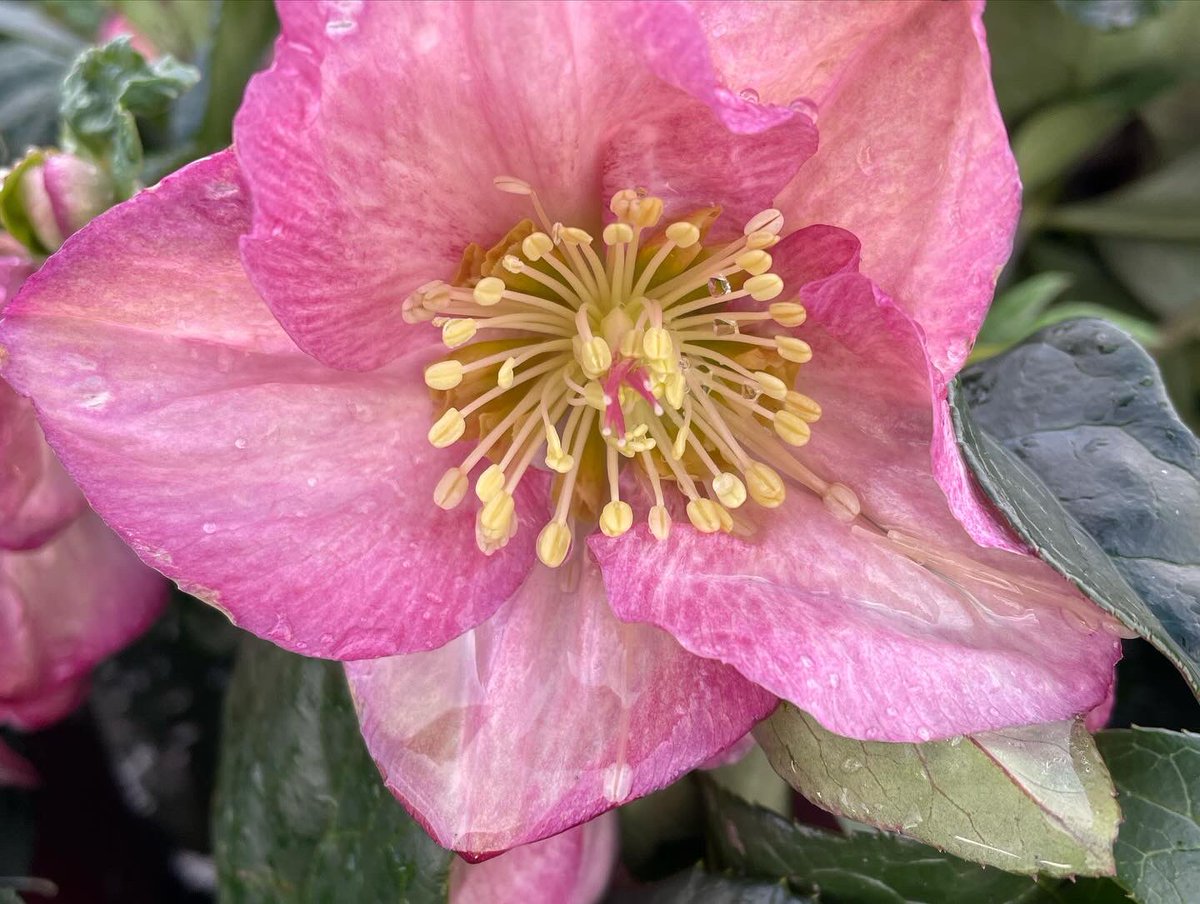 Allensmore Nurseries tweet media