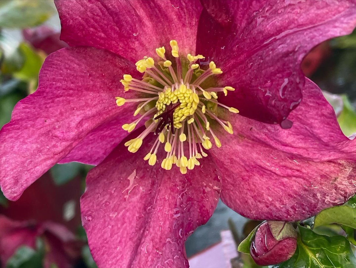 Allensmore Nurseries tweet media