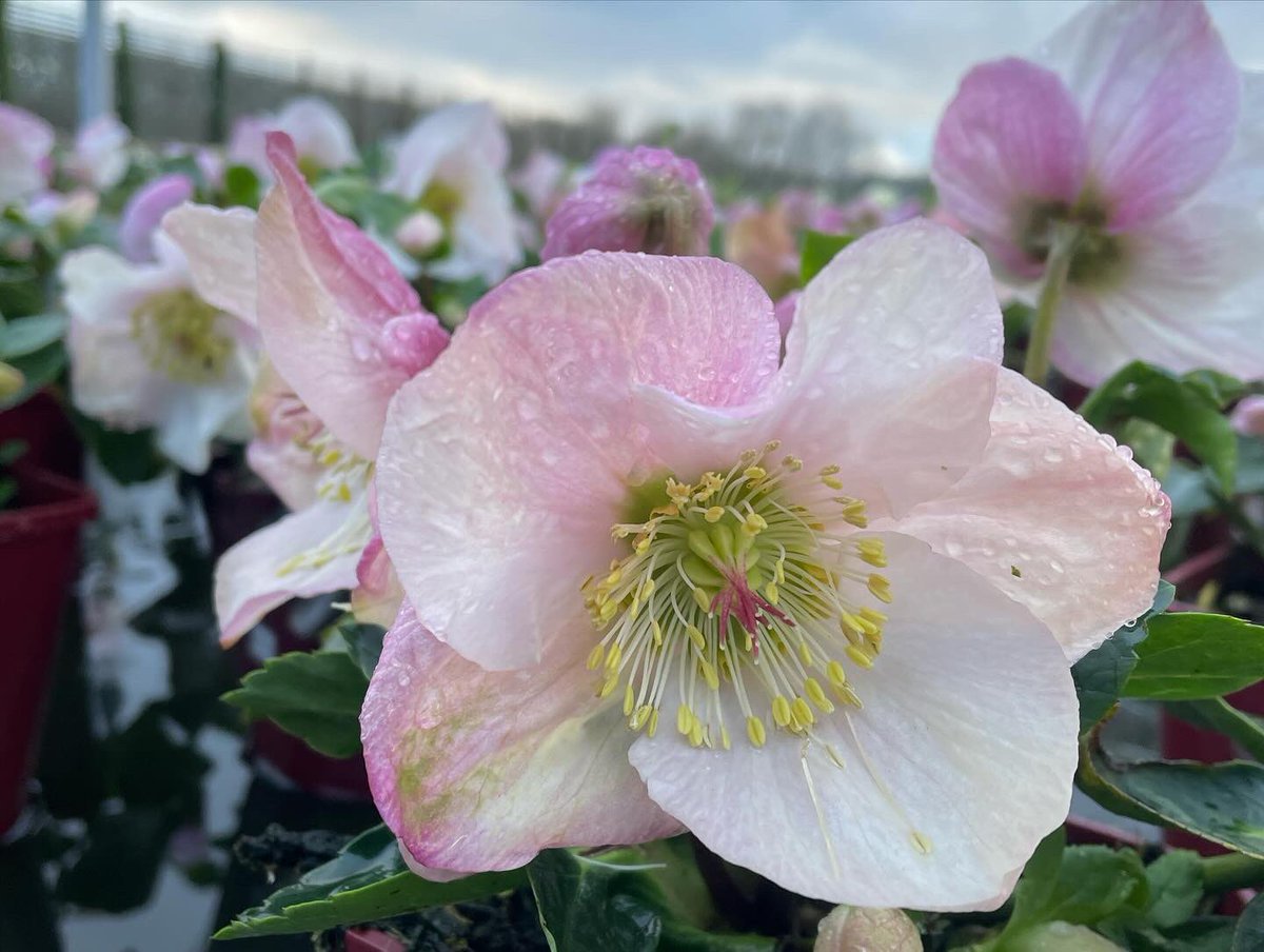 Allensmore Nurseries tweet media