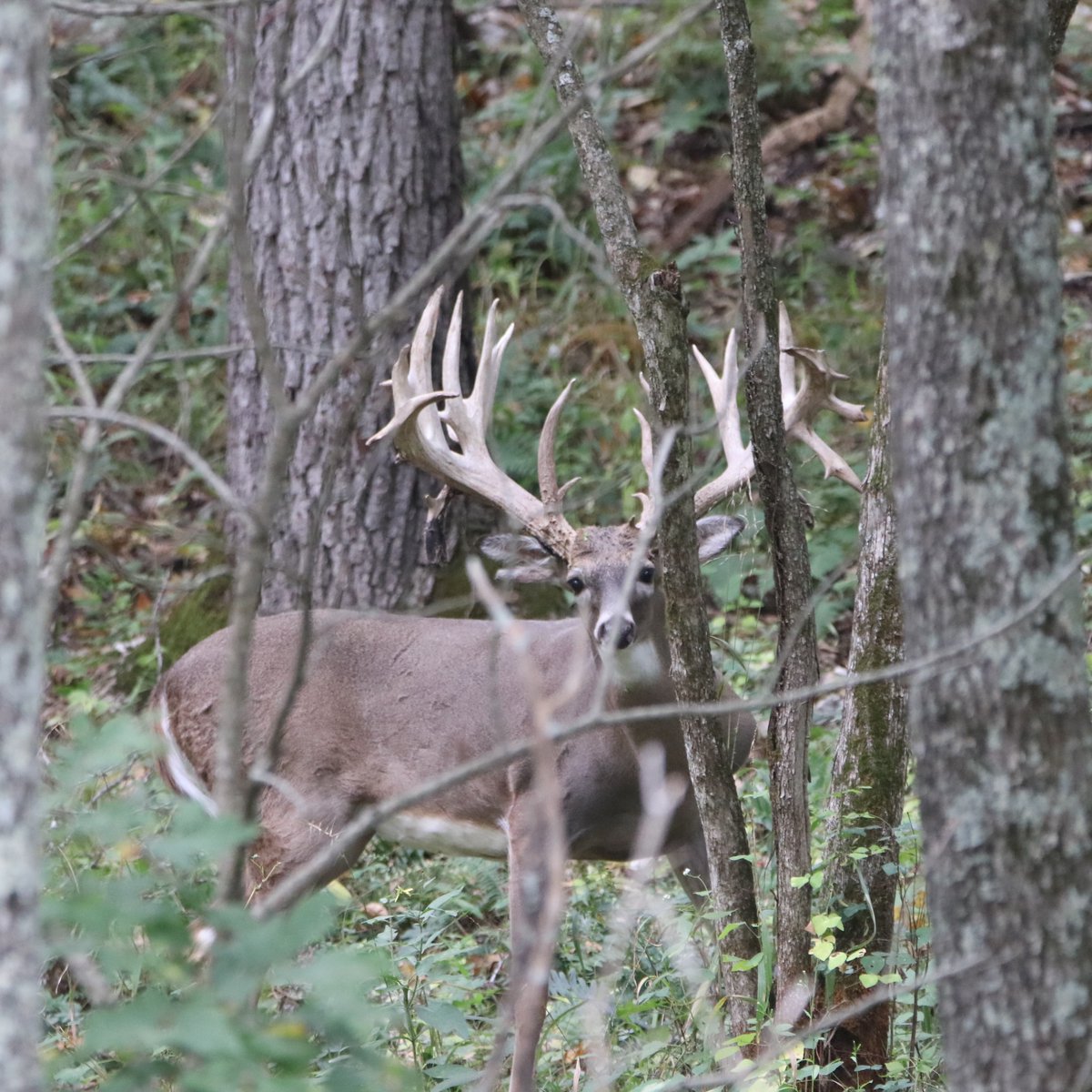 Spots are fading away fast for the 2024 season, call today to get your spot booked!
573-943-6644.
#huntofalifetime #oakcreekexperience #oakcreekgiants #livingourbestlife