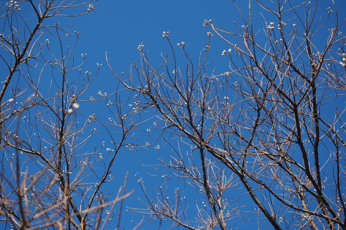 「ナンキンハゼの白い実は小鳥たちに人気です。先日ちょっと齧ってみたら香ばしくて嫌い」|日高トモキチ@暖機運転中のイラスト