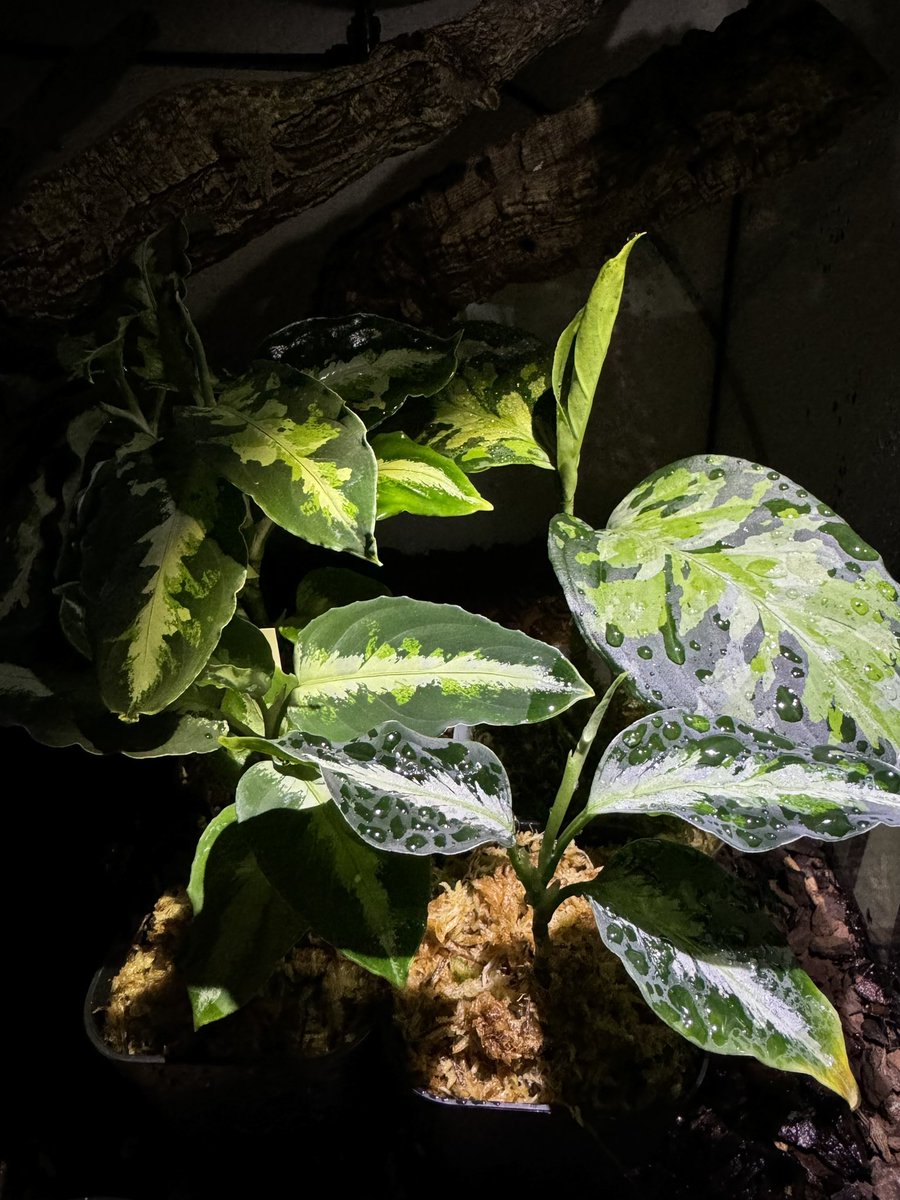 levis416's tweet image. ヤテベビーのケージのアグラオネマ。新年のセールでネームド株追加。葉っぱ大きいのがいい。最後のA賞も当たって運が1年もつのか•••　#アグラオネマ #BlueNias  #nativeforest