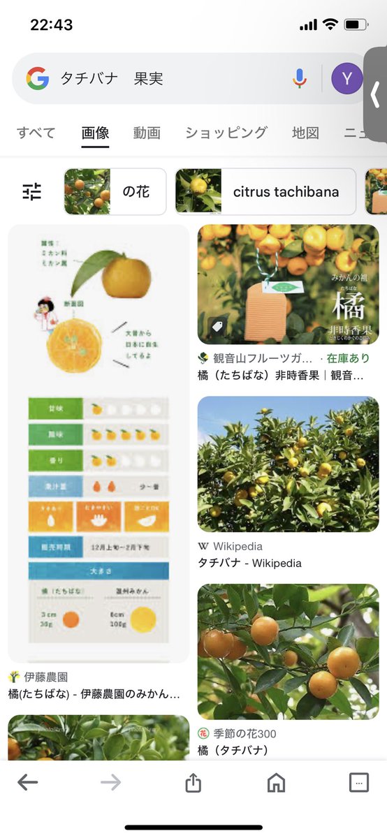 @masa_Nautilidae タチバナが柑橘なの今知ったわ。こんな見た目してるくせに微塵も甘くないそうで、蜜柑が江戸時代でさえ薬扱いされたのがよくわかる。
