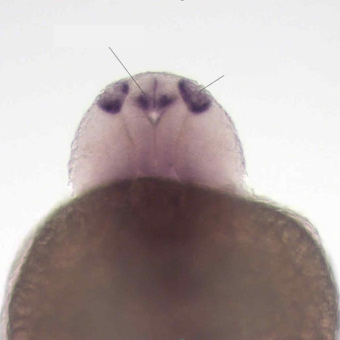 Zebrafish Rock! tweet media