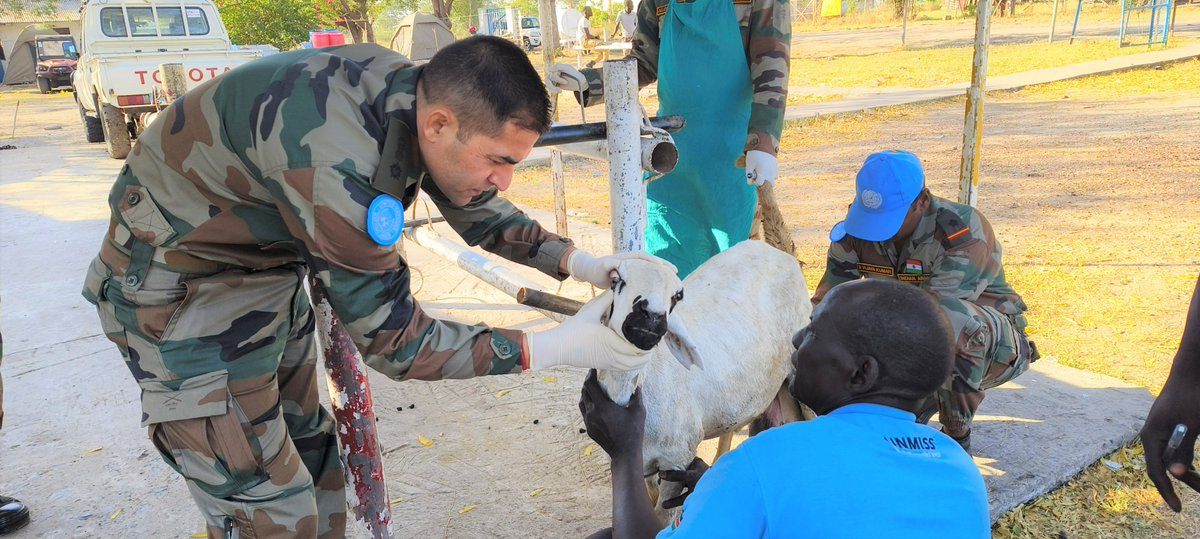 In #SouthSudan, flourishing livelihoods starts with healthy livestock 🐄 Thus, #UNMISS peacekeepers from #India 🇮🇳recently organized a free veterinary camp ⛑️ to support cattle owners in Malakal 🇸🇸 by treating their animals 🐮🐏🐐 Well done! 👏🏾 👏🏾 👏🏾 #A4P