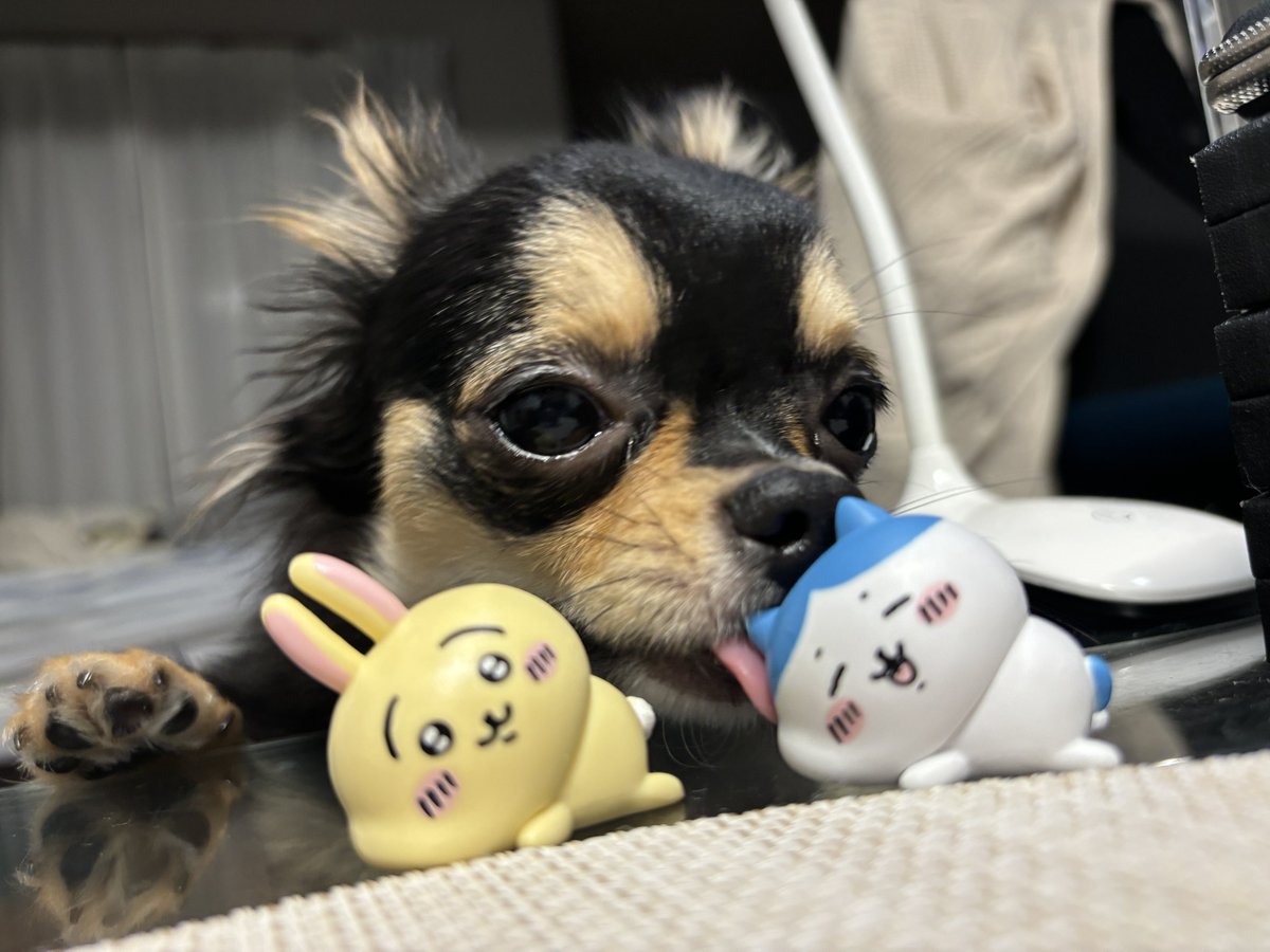 roko_k64's tweet photo. れろんちょされるハチワレちゃ https://t.co/VMusieskig