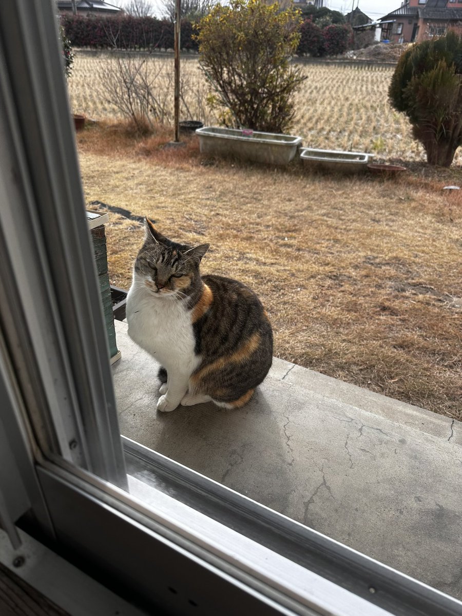 mzhoook's tweet photo. 新人登場
餌もらえるまでずっと待ってて
食べたらすぐどっか行く

まじ猫 https://t.co/AdBnIHTq6K