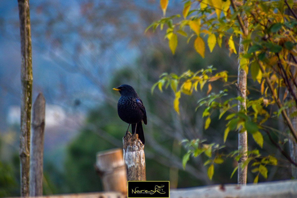 ID - The Blue Whistling Thrush 
Dec 2023
Shamloo, Balang Shimla 

#nareshlenspictures #natureographyclicks #nareshphotographyclicks #birdphotography #birds #shimla #nature #birdlovers #BlueWhistlingThrush