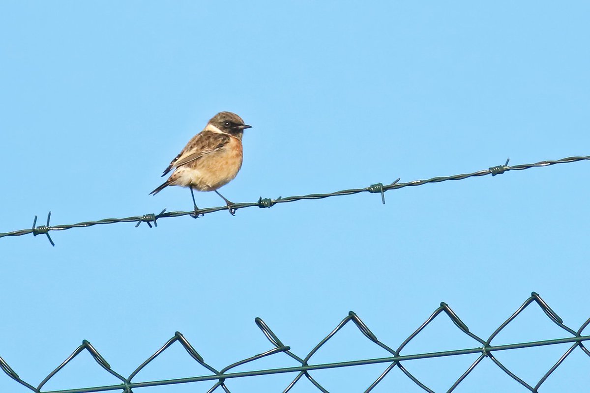 My first round of the year for the #dpwc2024 on my local patch in Groningen provided 48 species, with 2 Mealy Redpolls as the highlight (apologies for the pic!). Also the first winter sighting of European Stonechat. <a href="/dutchbirding/">Dutch Birding</a> <a href="/PatchBirding/">Patchwork Challenge</a>