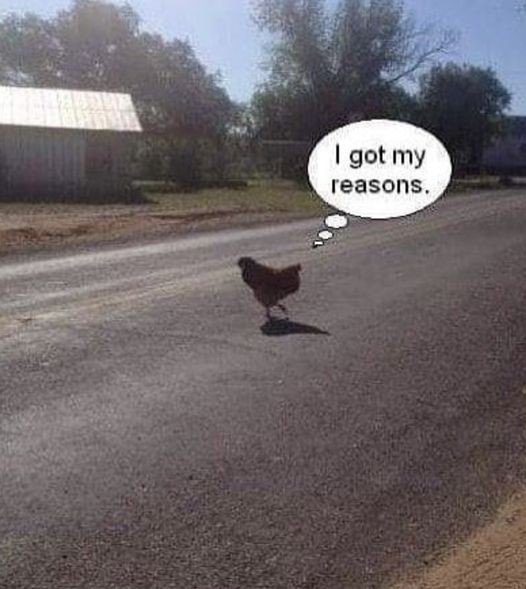 HeatherWeidner1's tweet photo. That explains it. #chicken #crosstheroad #reasons https://t.co/lD05FHtRNc