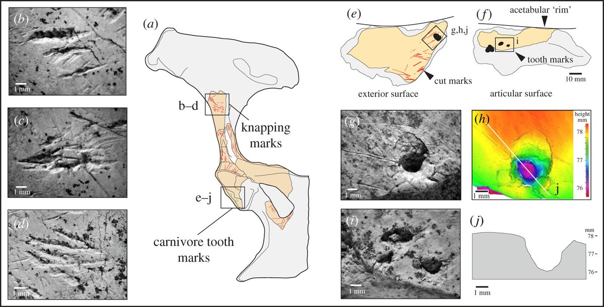 Science at the Natural History Museum (@nhm_science) on Twitter photo Bone tools, carnivore chewing and heavy percussion: assessing conflicting interpretations of Lower and Upper Palaeolithic bone assemblages - Simon Parfitt and <a href="/SilviaBello14/">Silvia Bello</a> royalsocietypublishing.org/doi/10.1098/rs… Bone tools, carnivore chewing and heavy percussion: assessing conflicting interpretations of Lower and Upper Palaeolithic bone assemblages - Simon Parfitt and <a href="/SilviaBello14/">Silvia Bello</a> royalsocietypublishing.org/doi/10.1098/rs…